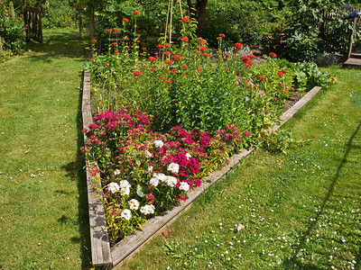 在后院花园的花床上图片