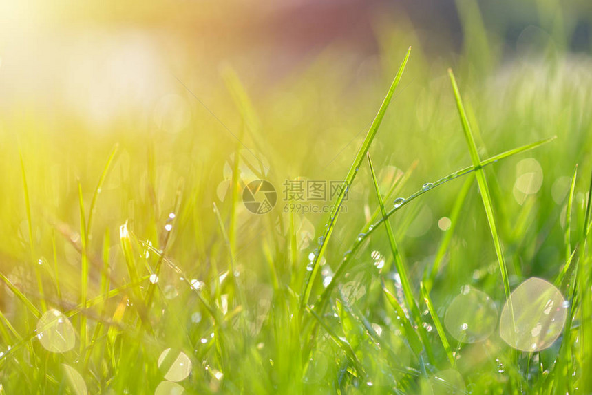 新鲜的绿色春草与露珠背景图片