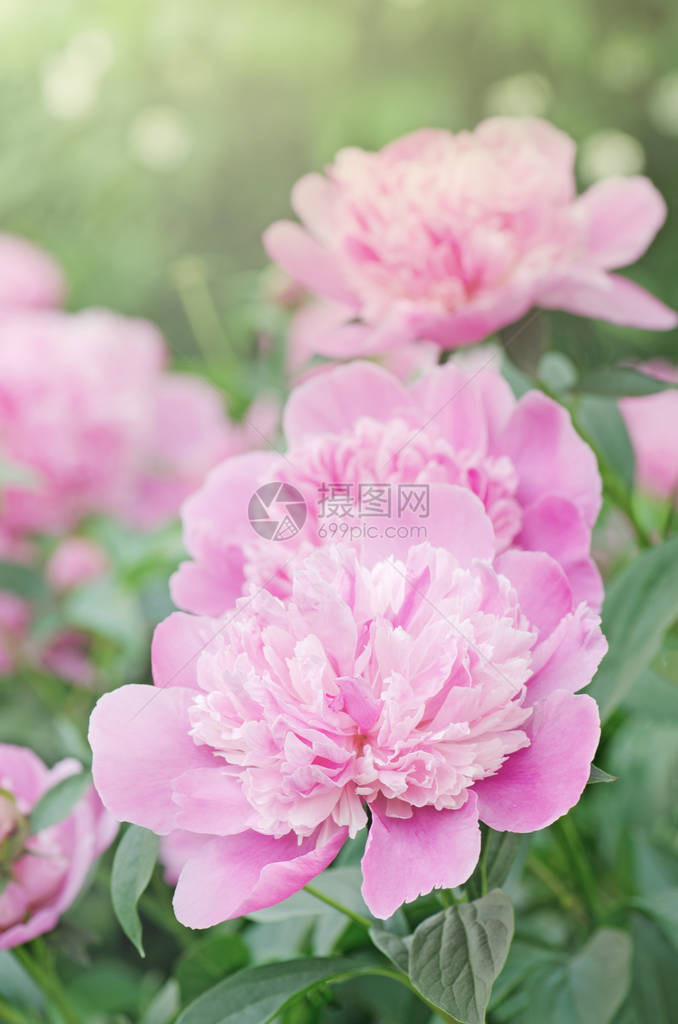 花园里的复古粉色牡丹夏天盛开的牡丹美丽的粉红图片