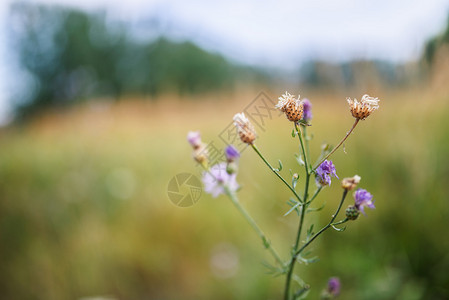 Cirsium是菊科多年生和二年生开花植物的一个属高清图片