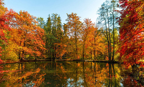 森林路径轨迹中惊人的金色秋图片