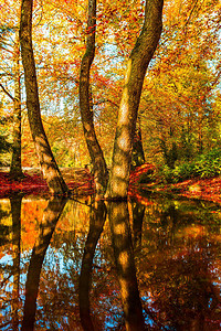 森林路径轨迹中惊人的秋图片