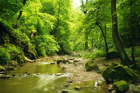 美丽的森林中流淌的溪流图片