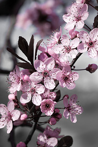 春天盛开的粉红色樱花图片