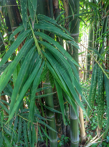 大自然中的竹林图片