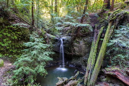 加利福尼亚大盆地红树林州立公园的Sempervi图片