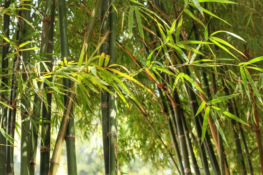 大自然中的竹林图片