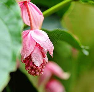 玫瑰葡萄紫花苜蓿紫锥菊科图片