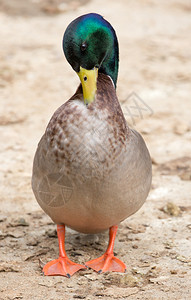 泥浆是大鸭子有厚重的身躯圆头和宽图片