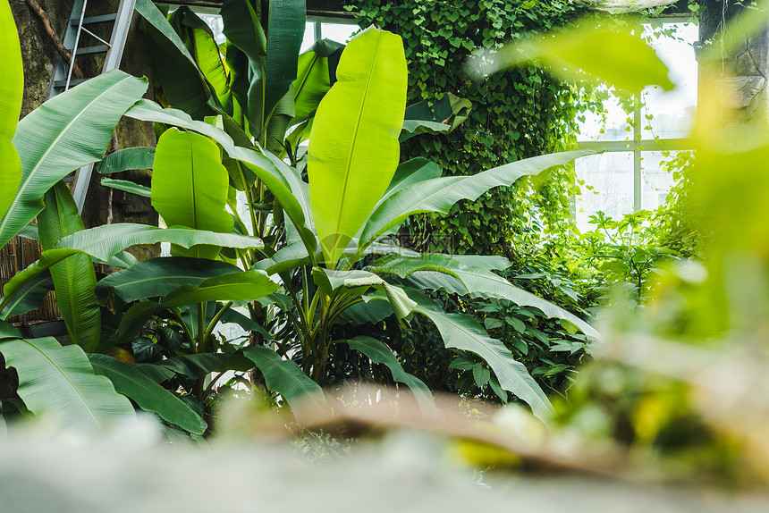 拥有各种植物和窗口的美丽热带雨林温室图片