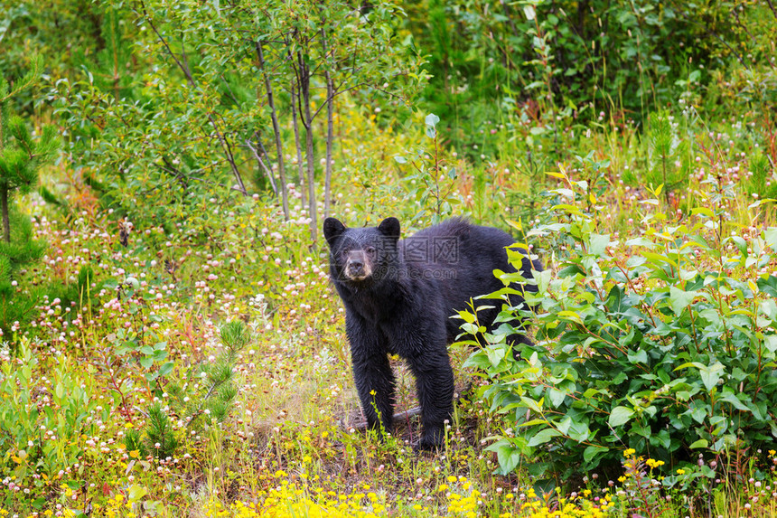 野生黑熊在森林里图片