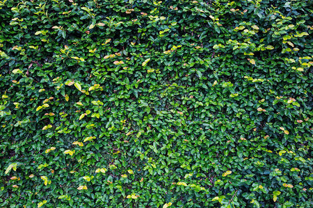 绿叶天然墙的背景纹理图片