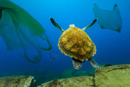 漂浮在塑料袋中的水下龟水环背景图片