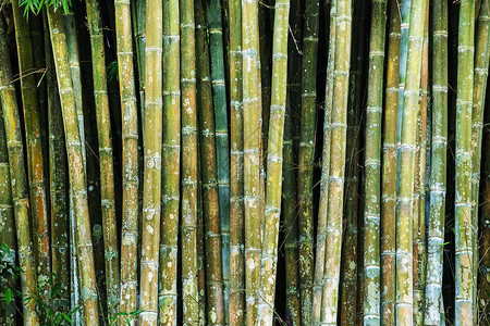 关闭热带竹丛林茎图片