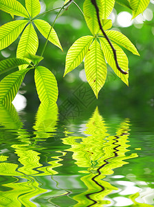 阳光下的绿叶背景水中的倒影图片