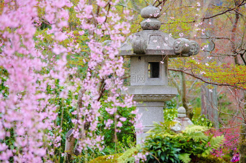 石和垂枝樱花的日本庭园图片