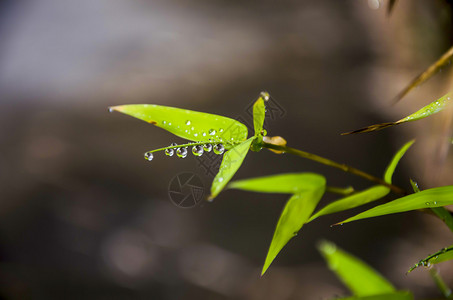 竹叶上雨滴的特写图像图片