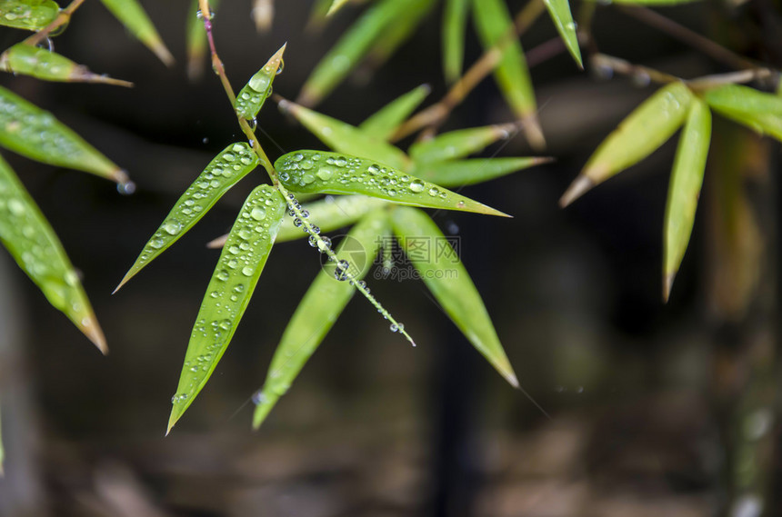 竹叶上雨滴的特写图像图片