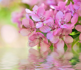 浅色背景上的粉红色苹果树花背景图片