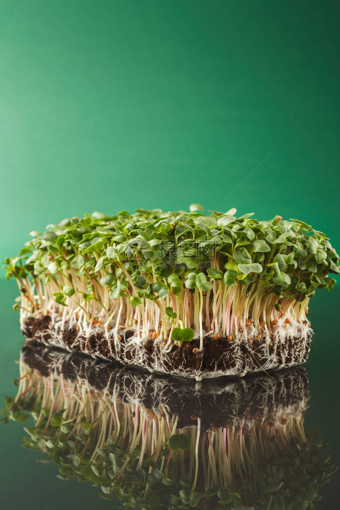 新鲜的微绿色隔离在绿色背景反映在玻璃表中种植健康沙拉的红芽吃对了图片