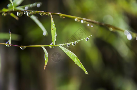 竹叶上雨滴的特写图像图片