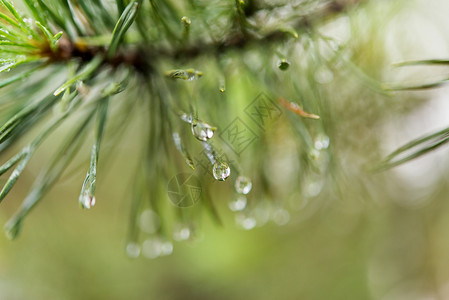 松树枝上的雨滴特写图片