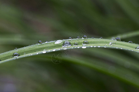 雨后绿叶上的水滴图片
