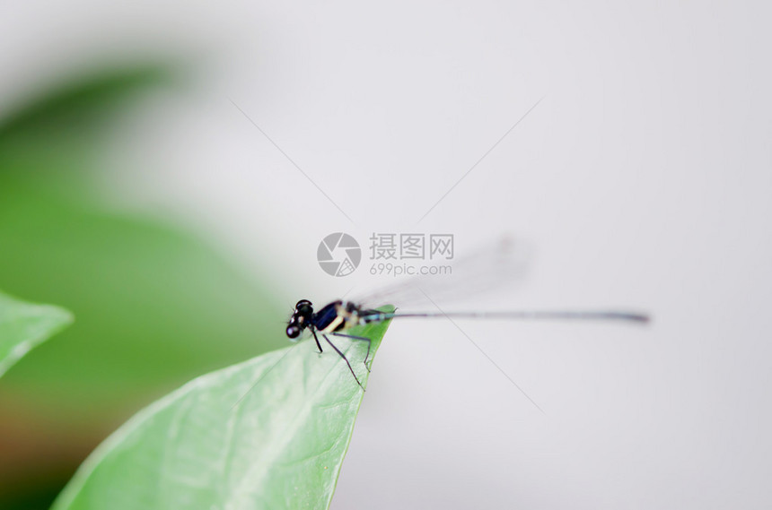 一张蜻蜓在叶子上的照片图片