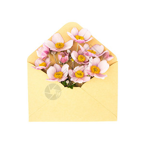 信封上的花朵在白色背景上被隔离着背景图片