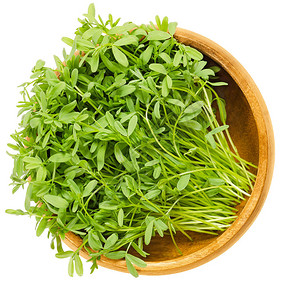 木碗里的LePuy绿扁豆芽来自法国奥弗涅的Lensesculentapuyensis的幼苗和子叶蔬菜微绿宏观食物照片从上图片