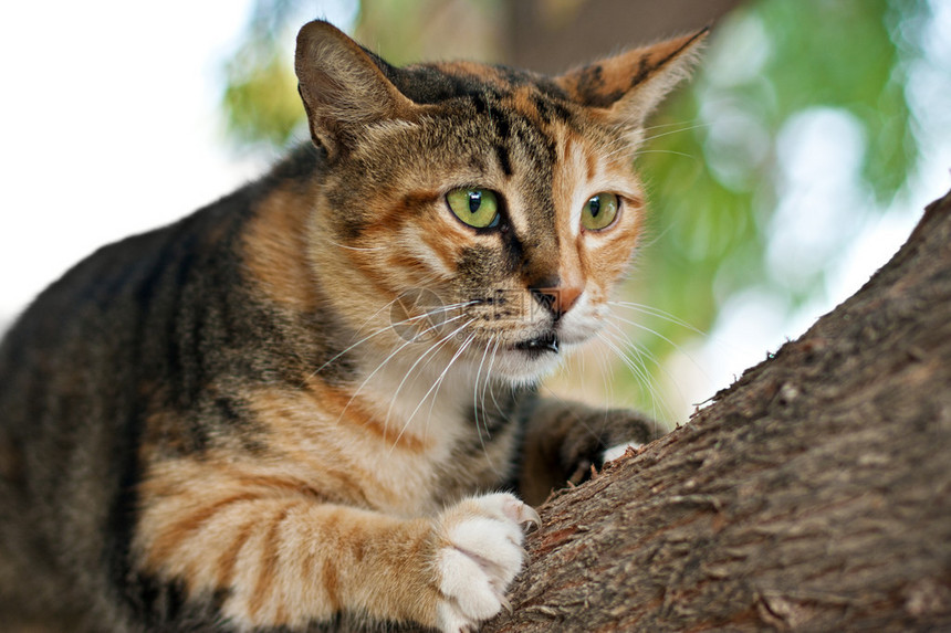 一只家猫爬上树寻找猎物的肖像图片