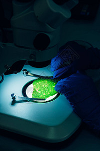 科学家在实验室显微镜下检查绿叶的图片