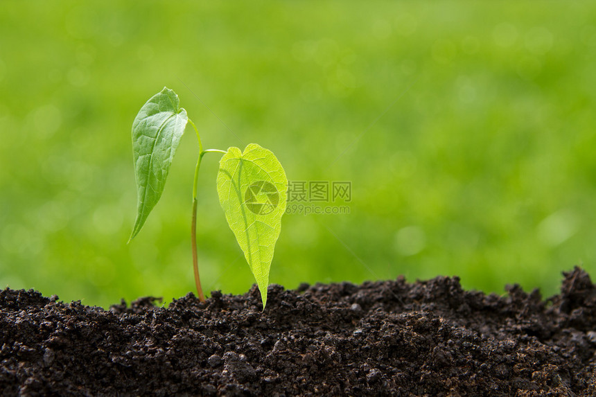 从土壤中生长的小型植物图片