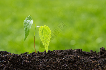 从土壤中生长的小型植物图片