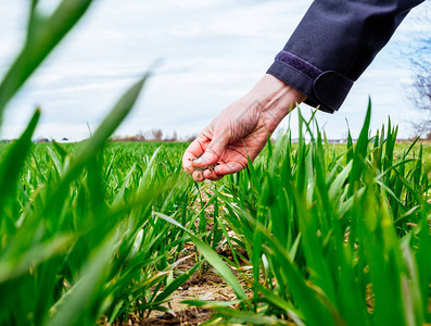 专业女农学家检查小麦作物收割土图片