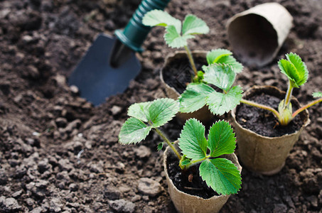 草莓植物和幼苗与土壤上的园艺工具概念园艺和农业图片