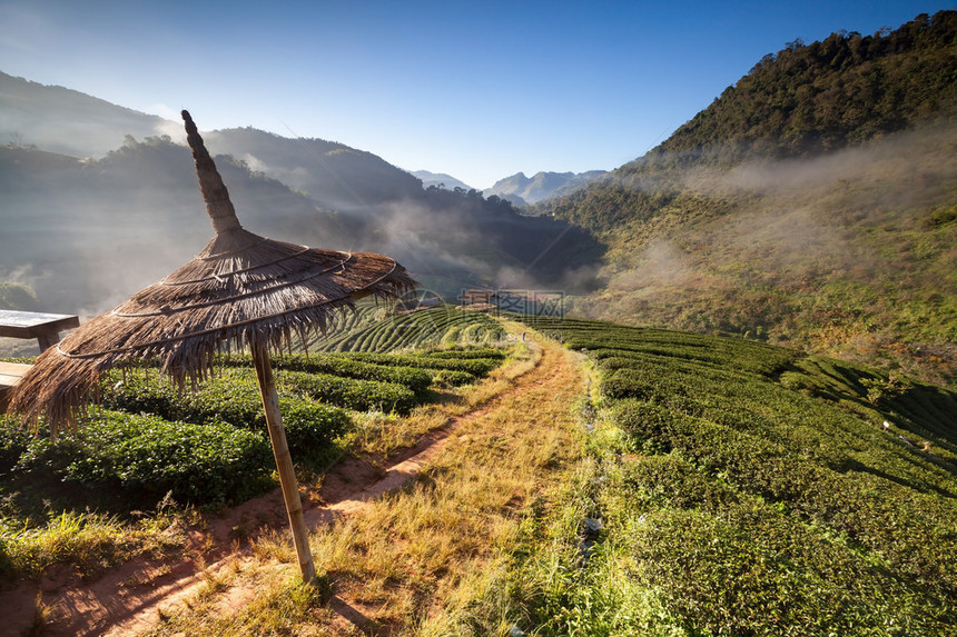 泰国清迈DoiAngKhang茶叶图片