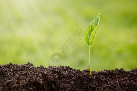 从土壤中生长的小型植物高清图片