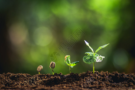 种植咖啡豆类浇水图片