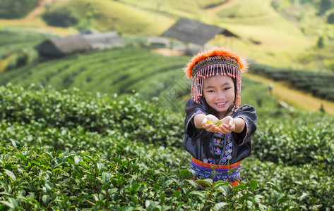 泰国清迈安康的儿童和绿茶场图片