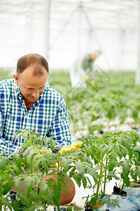 照顾植物的男农夫在温室图片