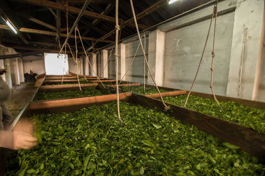 查看正在烘干茶叶的工厂内部图片