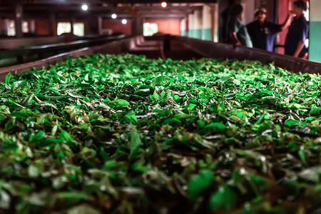 茶叶厂生产线烘干茶叶照片图片