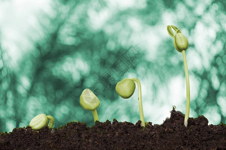 新年轻植物生长在奶油浅图片