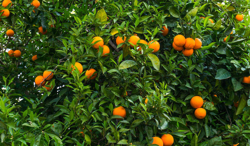 橘子树上结满了橘子图片