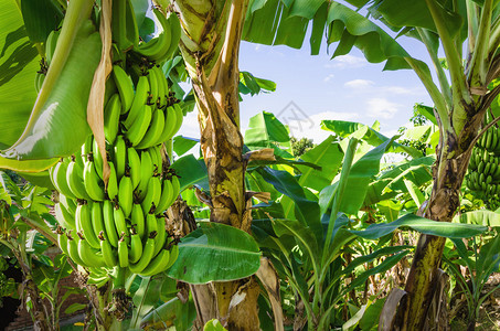 古巴树上绿色香蕉的特写镜头图片