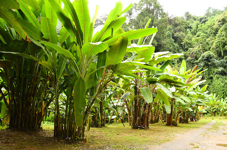 泰国北部的香蕉园图片