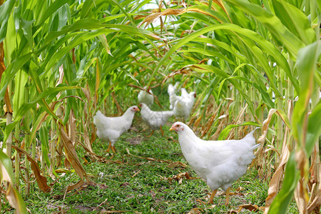 一群鸡和蟑螂站在甜玉米的树冠下图片