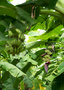 香蕉种植园的绿香图片