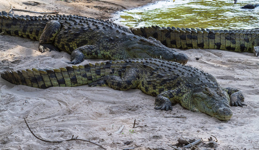 格鲁梅蒂河岸边的一群鳄鱼非洲图片